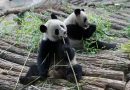 (English) France says ‘Bon voyage’ to 2 giant pandas as they head back to China