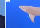 Shark sightings trigger beach alarm after swimmer is bitten during summer spike