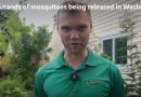 Watch: Why are thousands of mosquitoes being released in Washington DC?